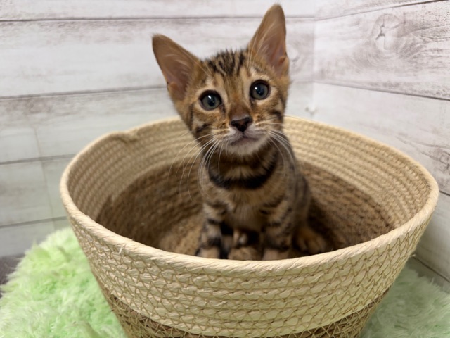 茨城県のベンガル (OneBuddyトモニーつくば店/2025年10月8日生まれ/男の子/ブラウンスポットタビー)の子猫の1枚目の画像