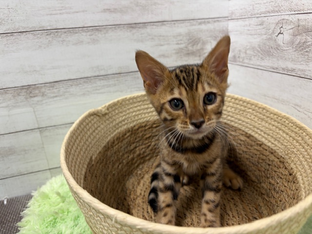 茨城県のベンガル (OneBuddyトモニーつくば店/2025年10月8日生まれ/男の子/ブラウンスポットタビー)の子猫の2枚目の画像