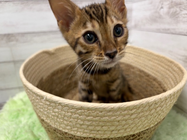 茨城県のベンガル (OneBuddyトモニーつくば店/2025年10月8日生まれ/男の子/ブラウンスポットタビー)の子猫の3枚目の画像