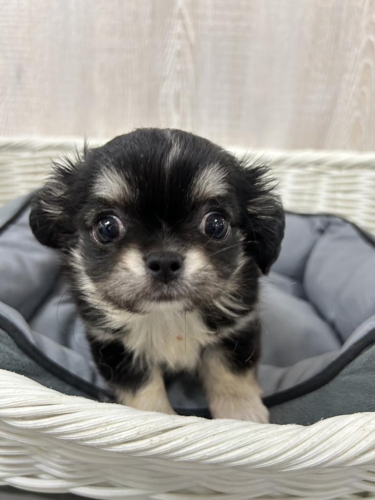 栃木県のチワペキ/ペキチー/ペキチワ(チワワ×ペキニーズ) (OneBuddy宇都宮店/2026年2月1日生まれ/女の子/ブラックタンホワイト)の子犬