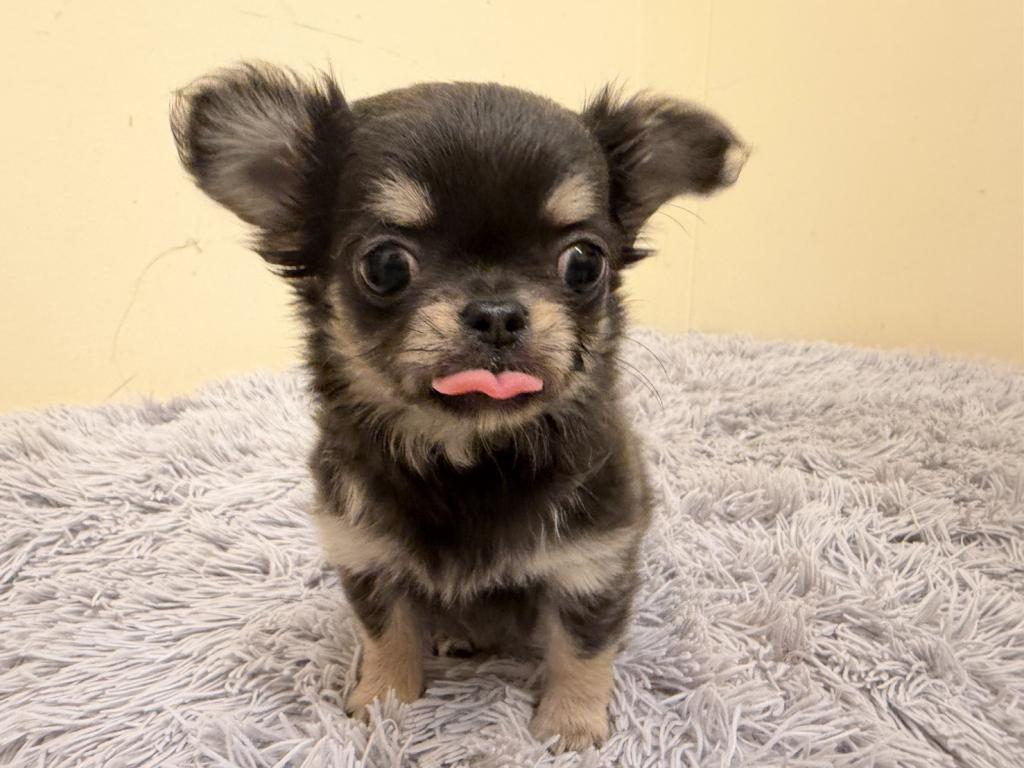 埼玉県のチワワ(ロング) (ペットプラザ越谷大里店/2026年2月8日生まれ/女の子/ブルータン)の子犬の2枚目の画像