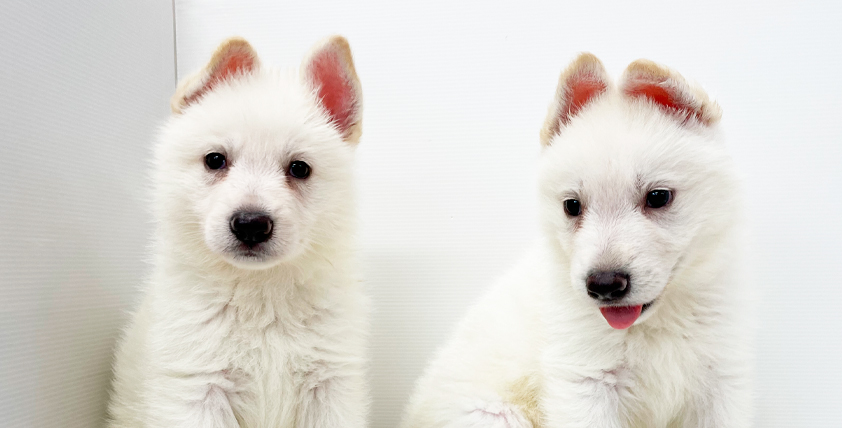 ホワイトシェパードの仔犬！2022.6.3生れの仔犬が誕生しました