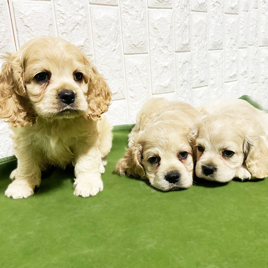 アメリカンコッカースパニエルの仔犬 21 3 24生れの仔犬が誕生しました Onedo Group