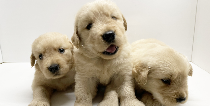 ゴールデンレトリバーの仔犬！2022.9.3生れの仔犬が誕生しました