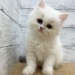 【今月のチラシ】OneBuddyトモニー水戸店 - ONE DO GROUP