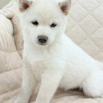 【今月のチラシ】OneBuddyトモニー水戸店 - ONE DO GROUP