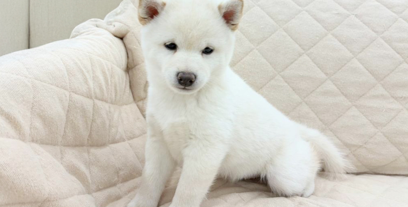 【今月のチラシ】OneBuddyトモニー水戸店