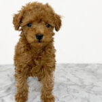 【今月のチラシ】OneBuddy古河店 - ONE DO GROUP