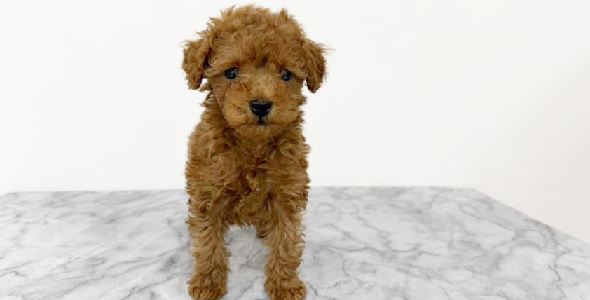 【今月のチラシ】OneBuddy古河店