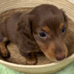 【今月のチラシ】OneBuddyトモニーつくば店 - ONE DO GROUP