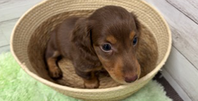 【今月のチラシ】OneBuddyトモニーつくば店