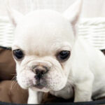 【今月のチラシ】OneBuddy宇都宮店 - ONE DO GROUP