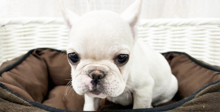 【今月のチラシ】OneBuddy宇都宮店