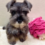 【今月のチラシ】ペットアミ鹿嶋店 - ONE DO GROUP