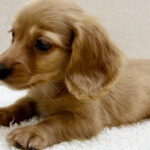 【今月のチラシ】ペットアミ鹿嶋店 - ONE DO GROUP