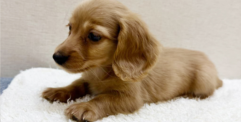 【今月のチラシ】ペットアミ鹿嶋店 - ONE DO GROUP