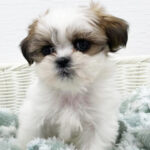 【今月のチラシ】OneBuddy宮代店 - ONE DO GROUP