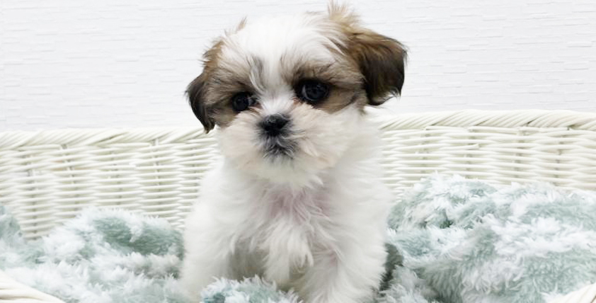 【今月のチラシ】OneBuddy宮代店