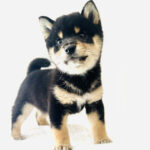 【今月のチラシ】犬の牧場店 - ONE DO GROUP