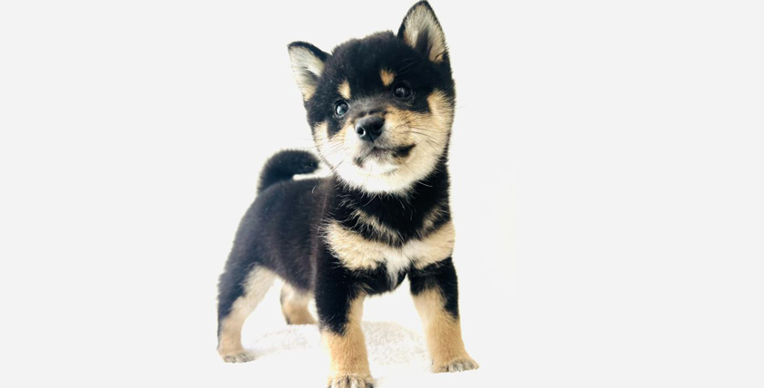 【今月のチラシ】犬の牧場店