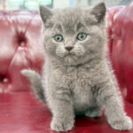 【今月のチラシ】OneBuddy佐原東店 - ONE DO GROUP