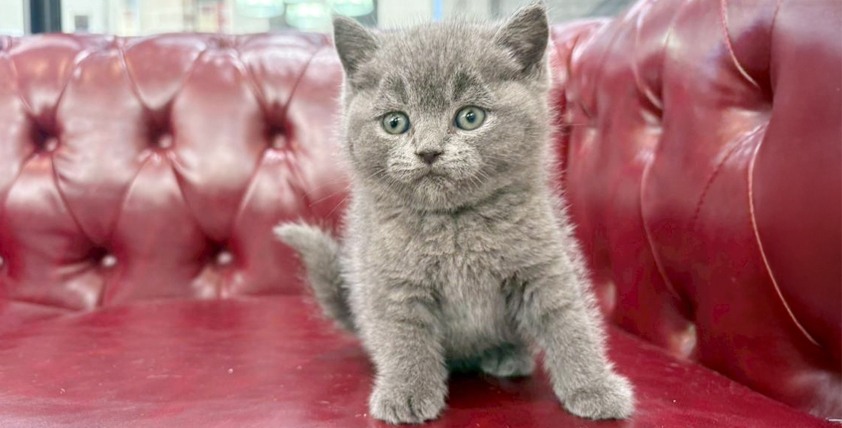 【今月のチラシ】OneBuddy佐原東店