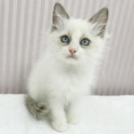 【今月のチラシ】OneBuddy南越谷店 - ONE DO GROUP