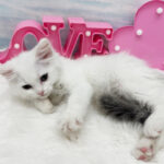 【今月のチラシ】OneBuddy水戸南店 - ONE DO GROUP