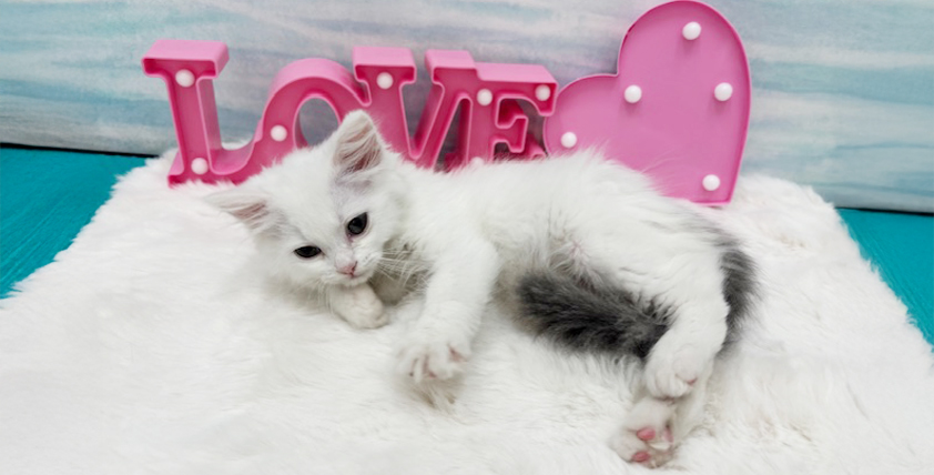 【今月のチラシ】OneBuddy水戸南店