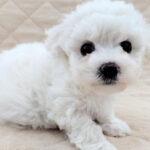 【今月のチラシ】OneBuddyトモニー水戸店 - ONE DO GROUP