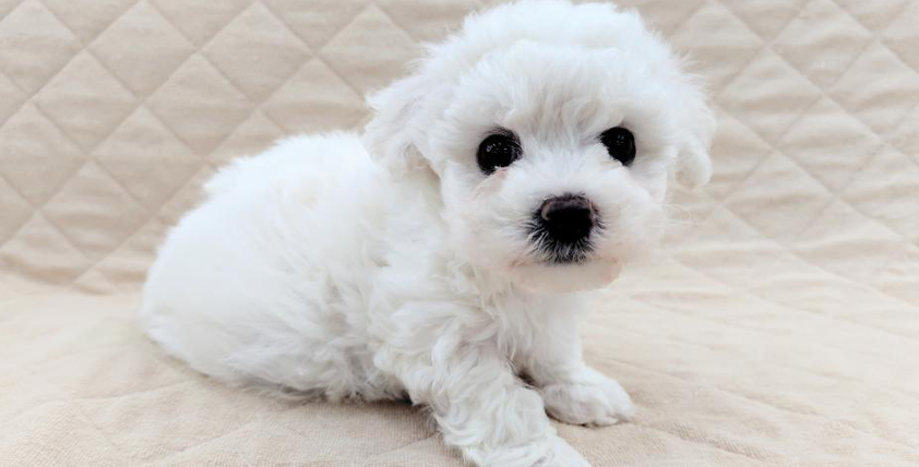 【今月のチラシ】OneBuddyトモニー水戸店 - ONE DO GROUP