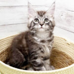 【今月のチラシ】OneBuddyトモニーつくば店 - ONE DO GROUP