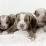 アメリカンブリーの仔犬！2026.2.2生れの仔犬が誕生しました - ONE DO GROUP