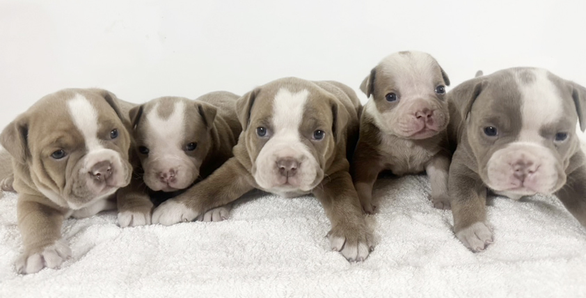 アメリカンブリーの仔犬！2026.2.2生れの仔犬が誕生しました - ONE DO GROUP