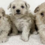 MIX犬の仔犬！2026.1.29生れの仔犬が誕生しました - ONE DO GROUP