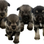 MIX犬(ミニチュアシュナウザーxポメラニアン）の仔犬！2026.2.25生れの仔犬が誕生しました - ONE DO GROUP