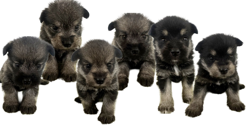 MIX犬(ミニチュアシュナウザーxポメラニアン）の仔犬！2026.2.25生れの仔犬が誕生しました - ONE DO GROUP