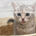 【今月のチラシ】OneBuddyトモニーつくば店 - ONE DO GROUP