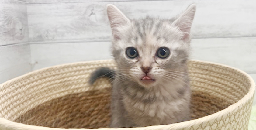 【今月のチラシ】OneBuddyトモニーつくば店 - ONE DO GROUP