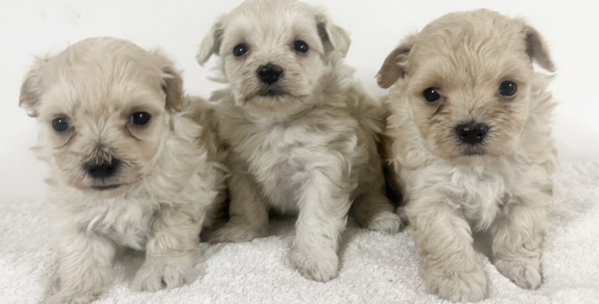 MIX犬の仔犬！2026.1.29生れの仔犬が誕生しました - ONE DO GROUP