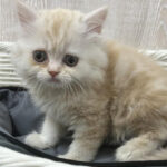 【今月のチラシ】OneBuddy宇都宮店 - ONE DO GROUP