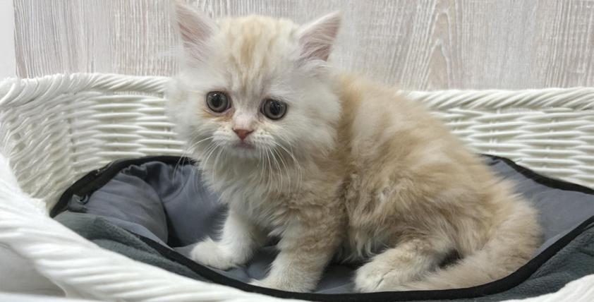 【今月のチラシ】OneBuddy宇都宮店 - ONE DO GROUP