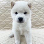 【今月のチラシ】OneBuddyトモニー水戸店 - ONE DO GROUP