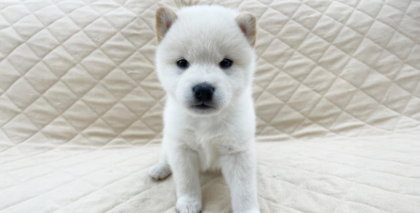 【今月のチラシ】OneBuddyトモニー水戸店 - ONE DO GROUP