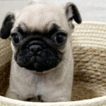 【今月のチラシ】OneBuddyトモニーつくば店 - ONE DO GROUP