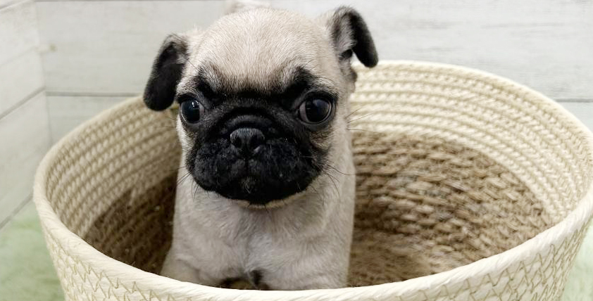 【今月のチラシ】OneBuddyトモニーつくば店 - ONE DO GROUP