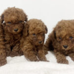 トィプードルの仔犬！2026.4.30生れの仔犬が誕生しました - ONE DO GROUP