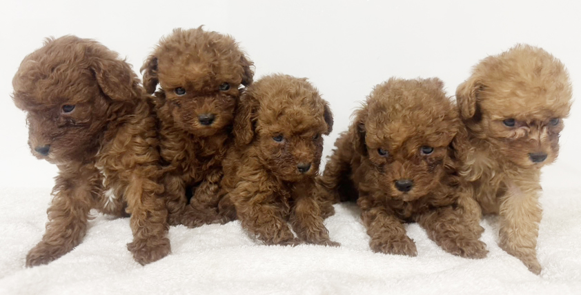 トィプードルの仔犬!2026.4.30生れの仔犬が誕生しました - ONE DO GROUP