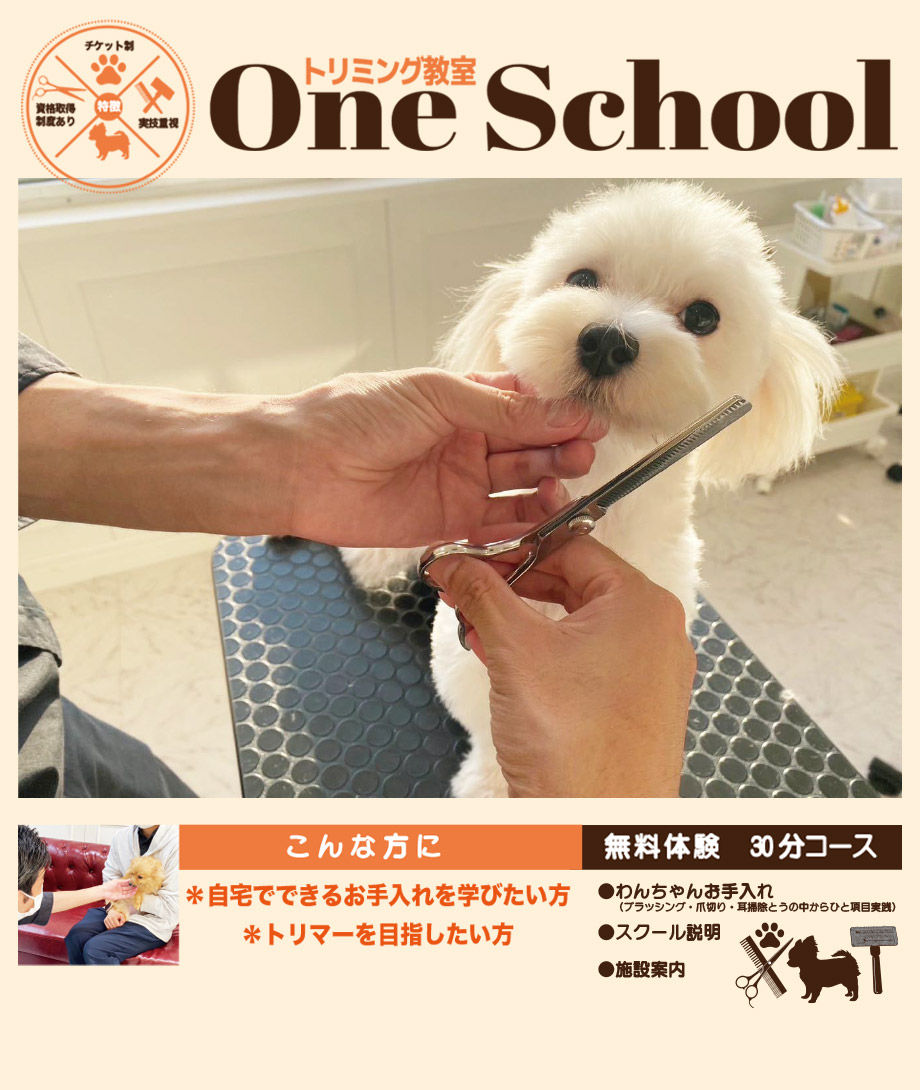 OneDo Group - One Buddy