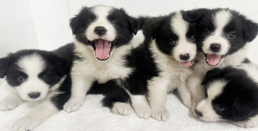 ボーダーコリーの仔犬！2026.7.21生れの仔犬が誕生しました - ONE DO GROUP